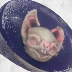Soap - Albino Bat -Mortem Horror Shop bat themed halloween soap