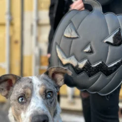 Shapeshifter - Midnight Jack Bag 31 Shapeshifter - Midnight Jack Bag -Mortem Horror Shop shapeshifter pumpkin purse